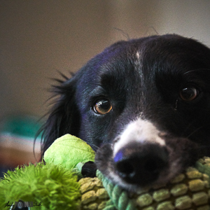 Collie dog with toy