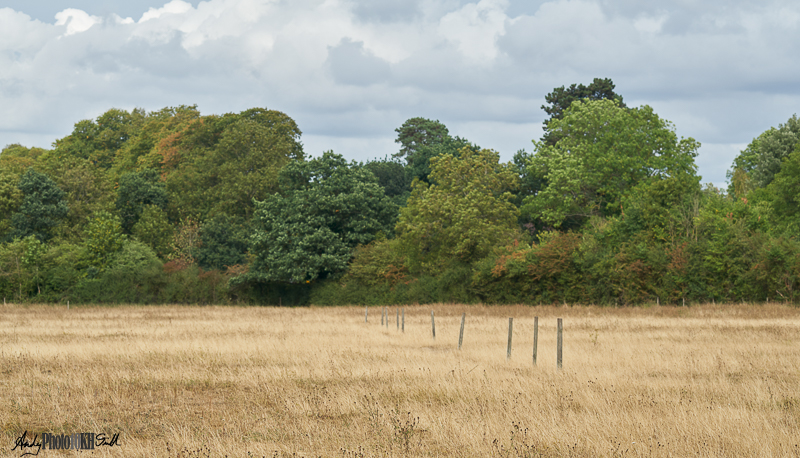 Long dried grass with a line of posts