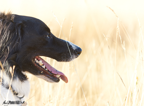 Head of Collie contrasted against the brightly lit straw background