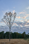 Isolated tree against a pinky blue sky