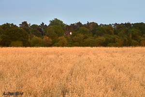 Golden crop