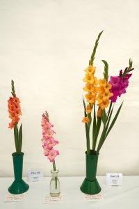 Three vases of Gladiolus one spike