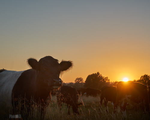 Silhouette of cows against a deep orange sky