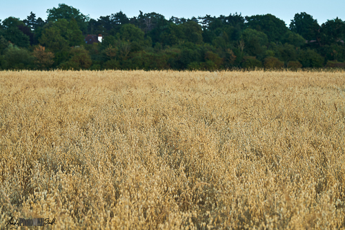 Crop of Oats ready for harvest