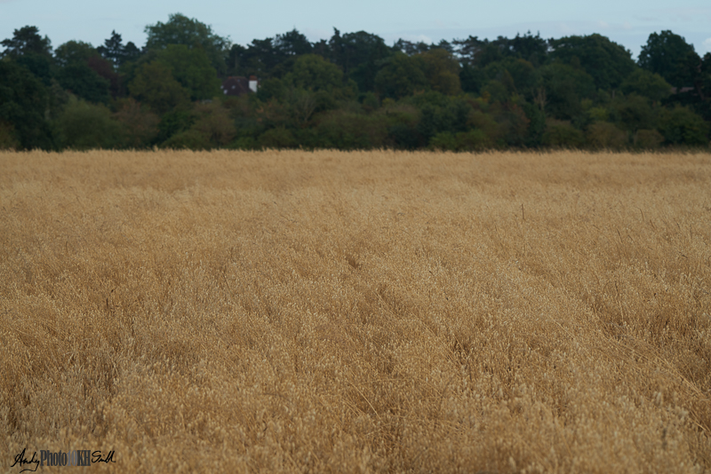 Field of Oats