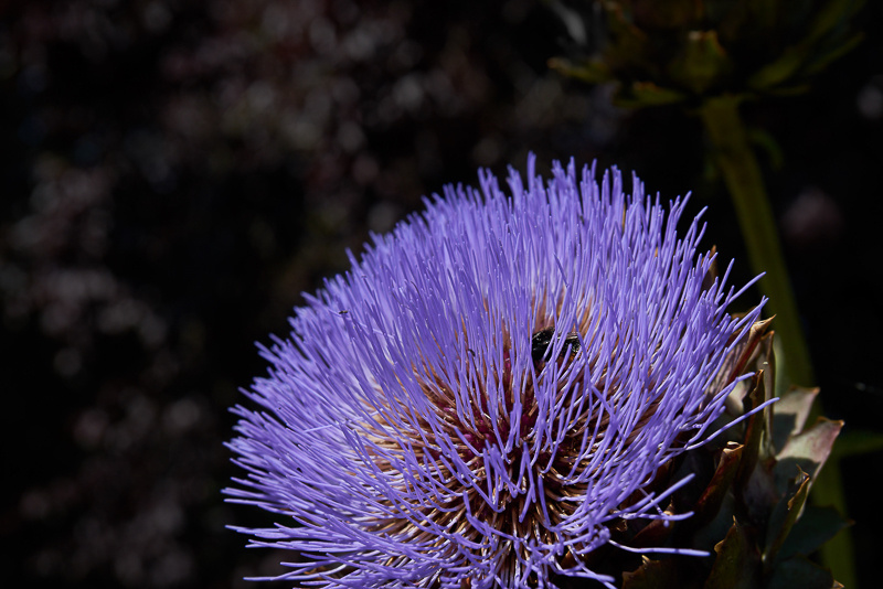 Insect in flower