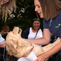 Dog being judged in dog show by a vet