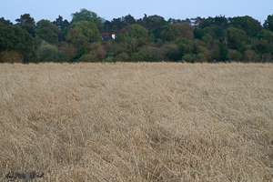 Field of Oats