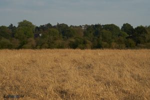 Crop still in the field