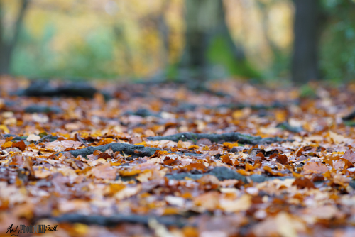 Woodland Path covered in leaves with 