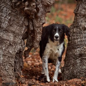 Dog in tree 10,000 Hours Deliberate Practice Learning Photographic Art