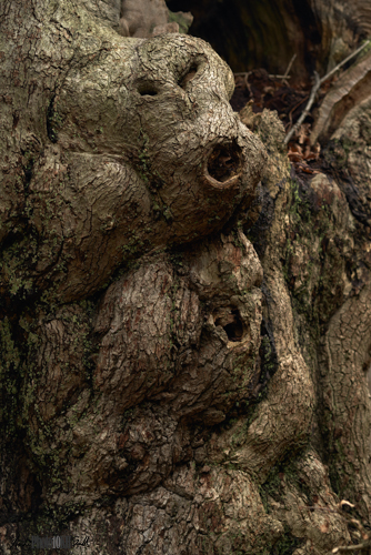 Faces of two moneys in old tree