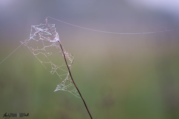 Minimalist composition of autumnal cobwebs on a bare plant