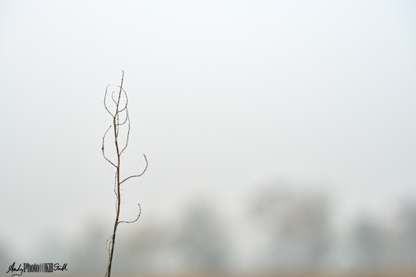 Stark minimalist image of bare plant in autumn