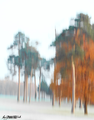 Trees on the 16th fairway lit by the early morning sun and blurred by intentional camera movement