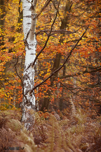 Yellow and Orange of Autumn Silver Birch