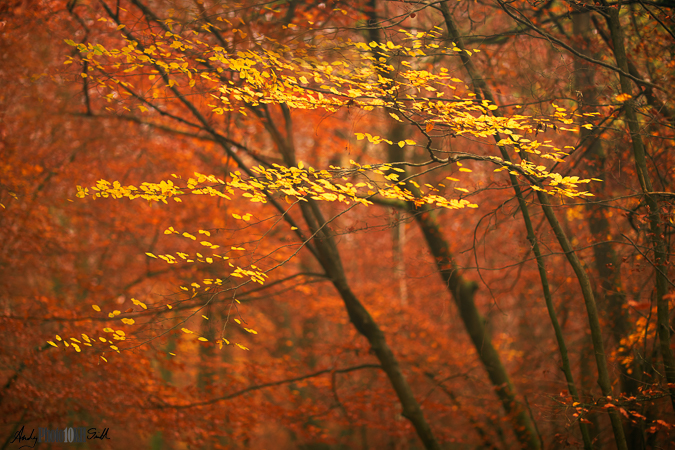 Autumnal woodland scene