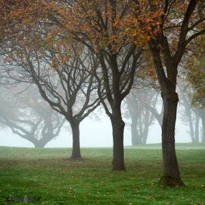 Trees in the mist