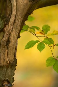 Tree trunk and small branch with leaves yellow background