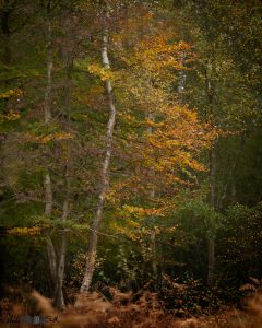 Golden leaves autumnal scene - 10,000 Hours Deliberate Practice Learning Fine Art Photography