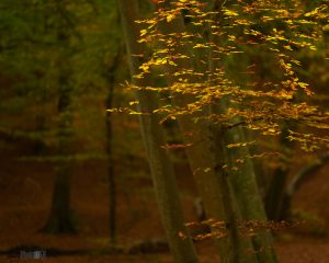 Golden spray of leaves in an autumnal forest