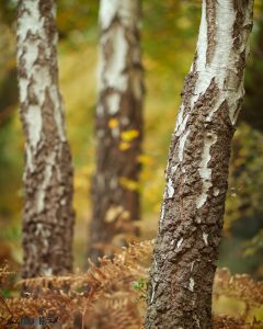 Trio of Silver Birch