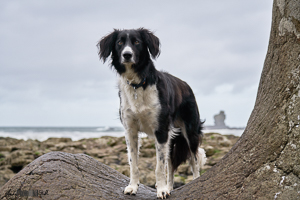 Lovely collie dog on rocks near the Giant's Causeway