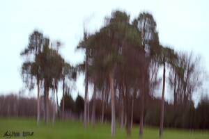 Trees off the 17th fairway blurred through intentional camera movement