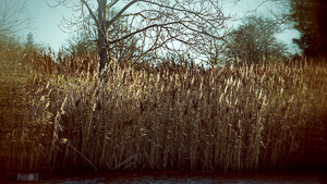 Reeds in lake