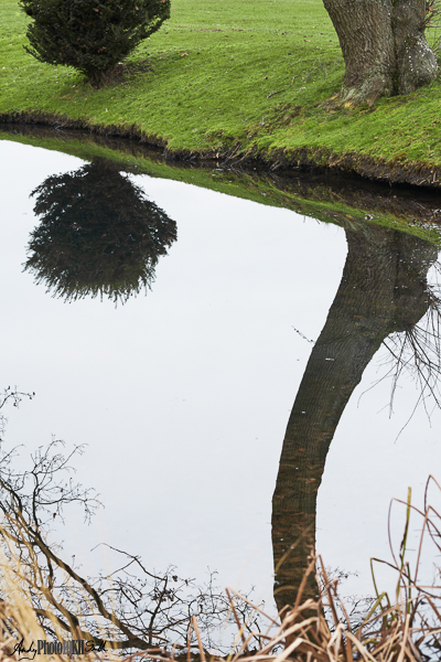 Reflection of tree and bush in calm pond