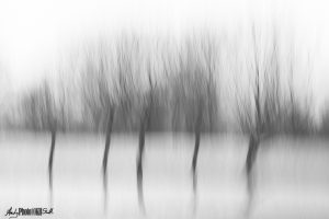 Black and white impressionist image of five trees in snow