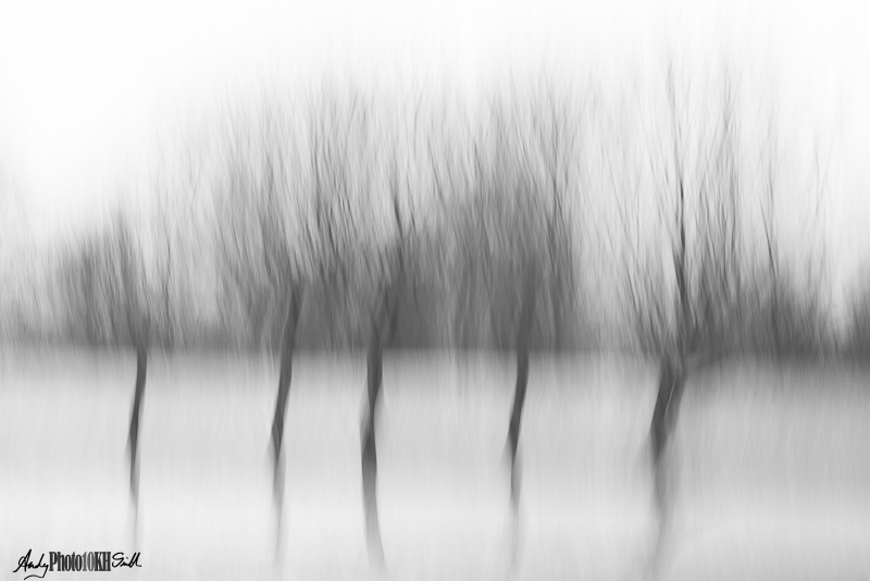 Black and white impressionist image of five trees in snow