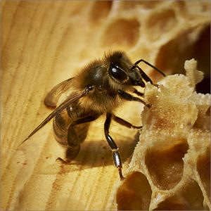 Bee eating honey