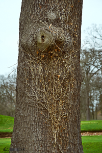 Dead ivy on tree - close view