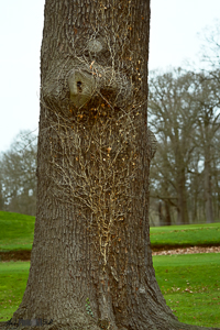 Ivy on tree in golf club