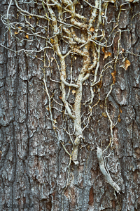 Detail of dead ivy on oak tree in Stoke Park Golf Club