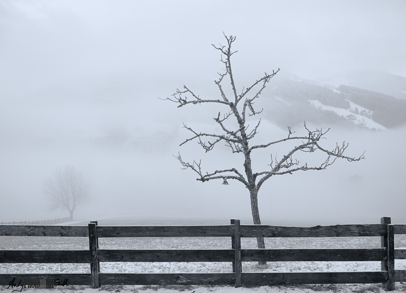 Minimalist Black and White Tree and Fence in Austrian Snowscape Alpbach