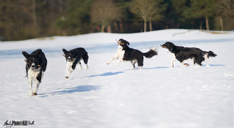 Four superimposed images of running collie dog
