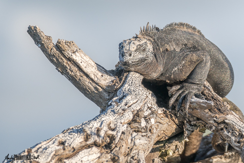 Marine Iguana in tree