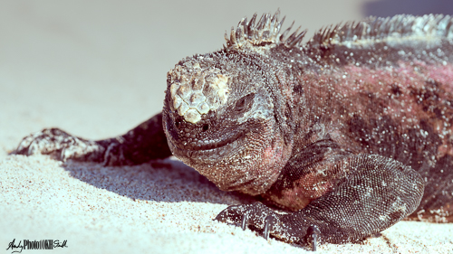 Marine iguana