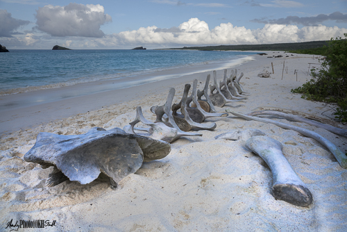 Whale Skelleton on beach