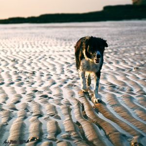 Collie dog slide lit with warm late afternoon sunlight