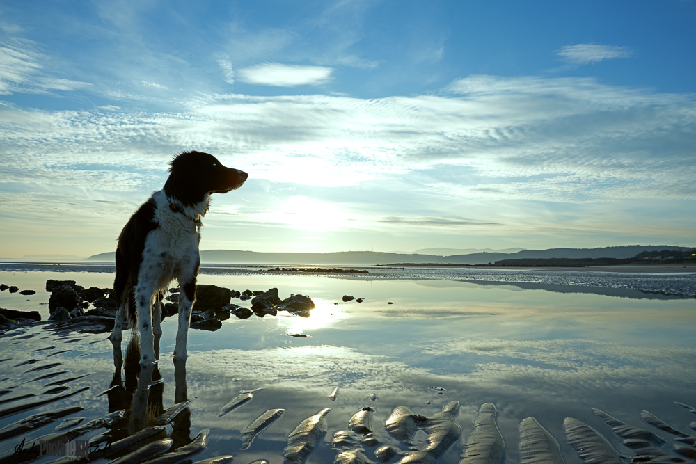 Contre jour shot of dog on beach at low tide
