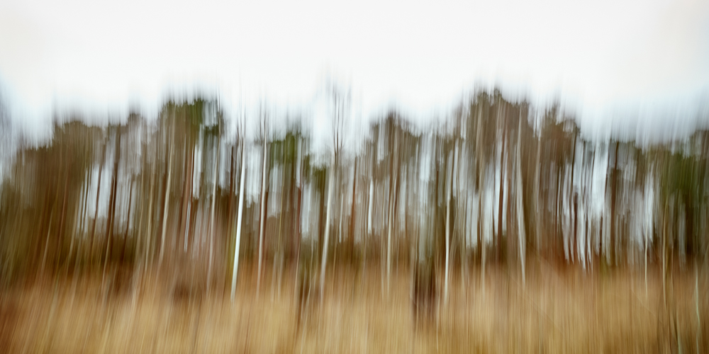 Trees shot with intentional camera movement