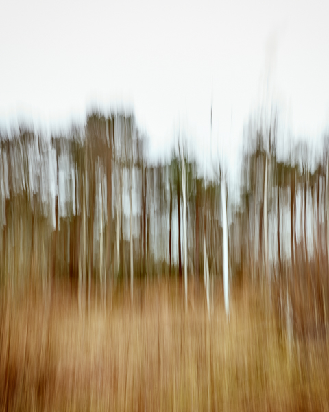Burnham Beeches trees shot with intntional camera movement