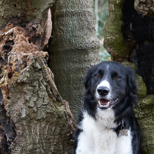 Head of Collie Greyhound Lurcher in split tree