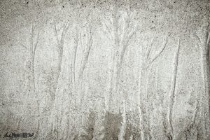 Third in a triptych of desaturated sand patterns that look like trees