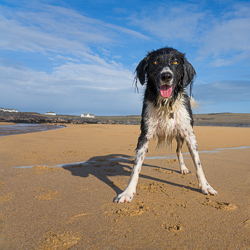 Dog with better sky colour