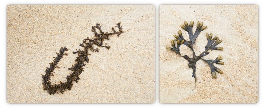 Two unequally sized images of seaweed on the beach
