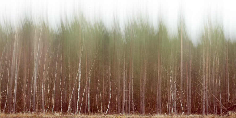 Trees with blurry tops